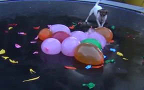Dog Vs Water Balloons