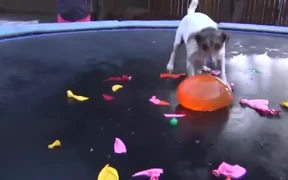 Dog Vs Water Balloons