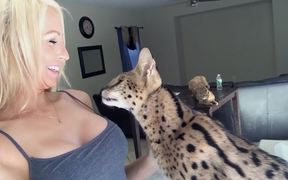 Cat Saying Momma - Animals - VIDEOTIME.COM
