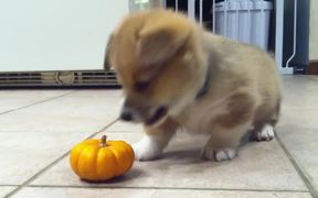 Corgi Puppy Vs Pumpkin - Animals - VIDEOTIME.COM
