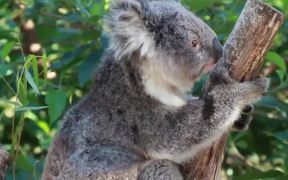 Koala in a Tree - Animals - VIDEOTIME.COM