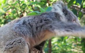 Koala in a Tree - Animals - VIDEOTIME.COM