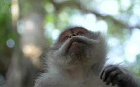 Macaque Monkey Looking At Its Hand - Animals - VIDEOTIME.COM