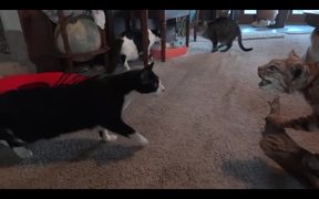 Scared Of A Stuff Bobcat - Animals - VIDEOTIME.COM