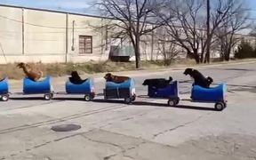 The Dog Train - Animals - VIDEOTIME.COM