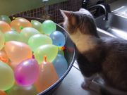 Cat Popping Water Balloons - Animals - Y8.COM