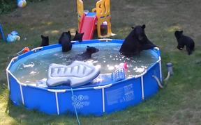 A Bear Pool Party - Animals - VIDEOTIME.COM