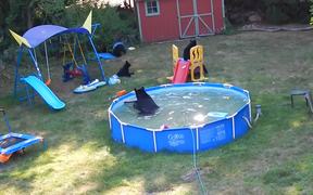 A Bear Pool Party - Animals - VIDEOTIME.COM