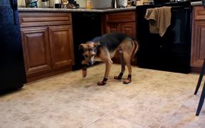 Bill The Dog Wearing Boots - Animals - VIDEOTIME.COM