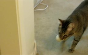 Monkey The Cat Hunts For Dinner - Animals - VIDEOTIME.COM