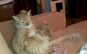 Stop Hitting Yourself Cat - Animals - VIDEOTIME.COM