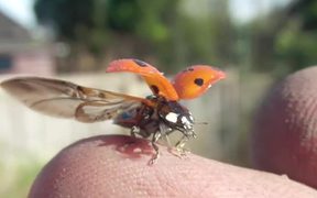 Ladybird Opening Wings
