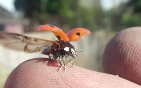 Ladybird Opening Wings - Fun - VIDEOTIME.COM