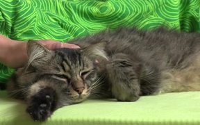 Caressing a Domestic Tabby Cat - Animals - VIDEOTIME.COM