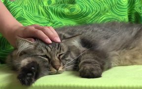 Caressing a Domestic Tabby Cat