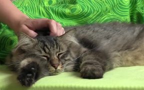 Caressing a Domestic Tabby Cat