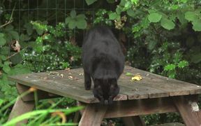 Black Cat Jumps Off Table