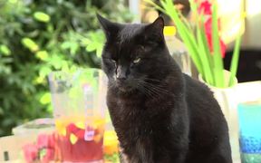Black Cat Looking Up - Animals - VIDEOTIME.COM