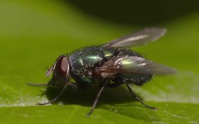 Fly on Leaf - Animals - VIDEOTIME.COM
