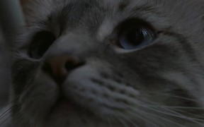 Closeup of Cat UHD - Animals - VIDEOTIME.COM
