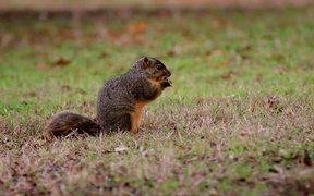 Squirrel Explores and Eats