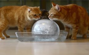 Cats Enjoying An Ice Ball - Animals - VIDEOTIME.COM