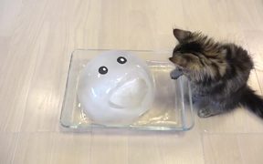 Cats Enjoying An Ice Ball