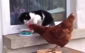 Chicken Vs Cat