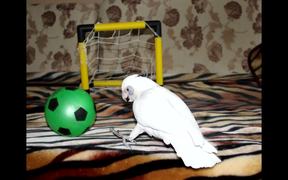 Cockatoo Soccer Goal - Animals - VIDEOTIME.COM