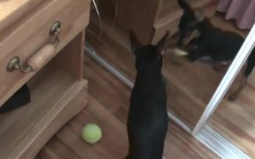 Dogs Having Bad Days - Animals - VIDEOTIME.COM