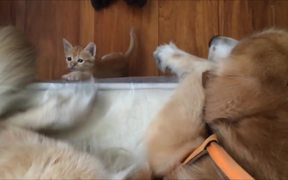 Dog And Cat Are Best Friends