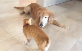 Dog And Cat Are Best Friends - Animals - VIDEOTIME.COM