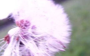 Dandelion Nature Clip