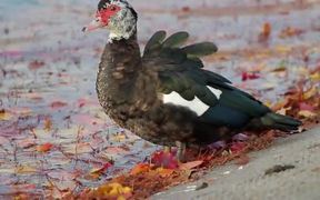 Muscovy Duck by Leafy Water