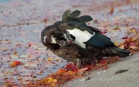 Muscovy Duck by Leafy Water