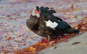 Muscovy Duck by Leafy Water - Animals - VIDEOTIME.COM