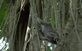 Monkey Swinging Between Vines - Animals - VIDEOTIME.COM