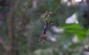 Red-Legged Golden Orb-Web Spider
