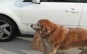 Heroic Dogs - Animals - VIDEOTIME.COM