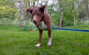 Handstand On Tightrope Dog - Animals - VIDEOTIME.COM