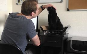 How To Survive Working With Cats - Animals - VIDEOTIME.COM