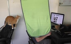 How To Survive Working With Cats