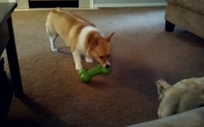 Lab Mix Outsmarts Corgi For His Toy - Animals - VIDEOTIME.COM