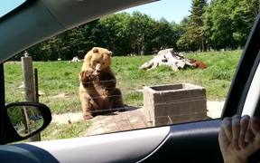Bear Makes A Great Catch