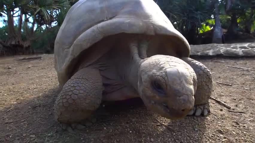 Tortoise aldabra Animal