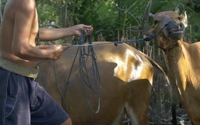 Man Splashing Water on Cow - Animals - VIDEOTIME.COM