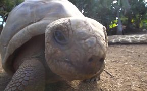 Giant Aldabra Tortoise Walking - Animals - VIDEOTIME.COM