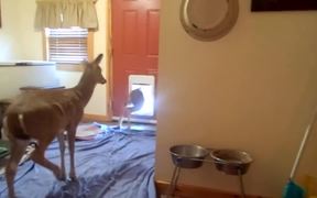 Deer Using The Doggy Door
