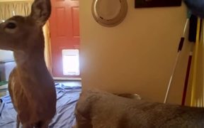 Deer Using The Doggy Door - Animals - VIDEOTIME.COM