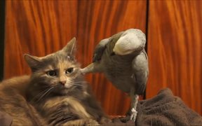Cat Being Annoyed By A Parrot
